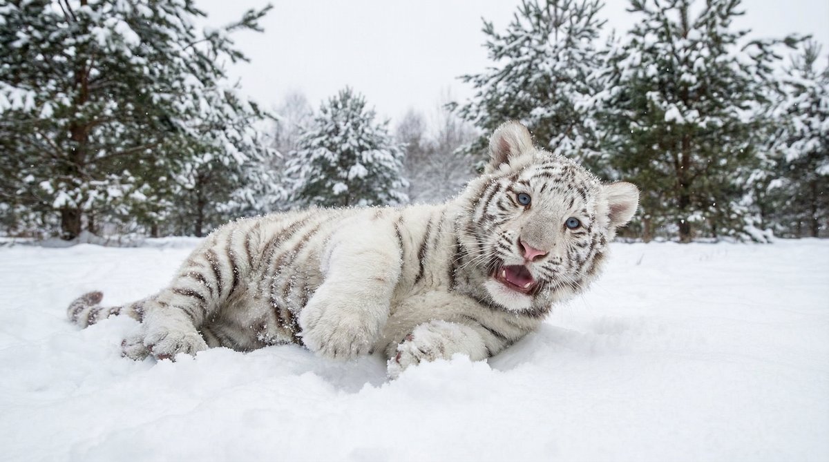 午夜福利动物视频